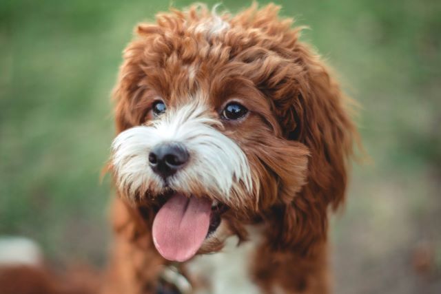 Brown and white cute cavapoo, sometimes called a Cavoodle
