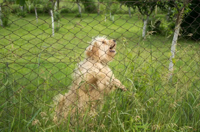 A Cavapoo barking in the backyard along the fence.