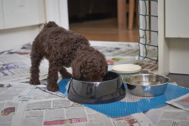 Brown Cavapoo puppy eating in a bowl