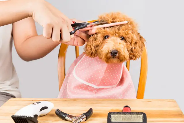 Cavapoo getting a hair cut