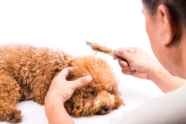 Owner combing a Cavapoo with detangled hair on comb.