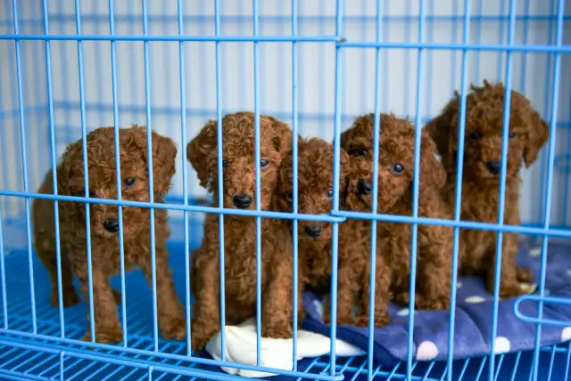Brown Cavapoo puppies in a blue cage.
