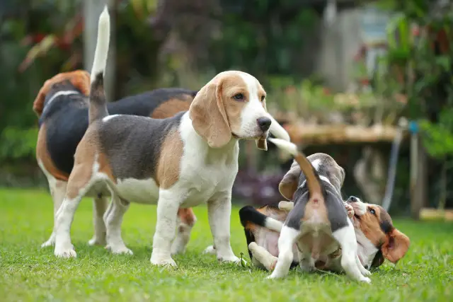Male tri color beagle dog with its puppies playing in the garden.