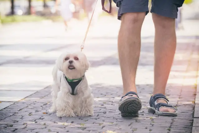 A cute dog on harness and leash walking in the park with its owner