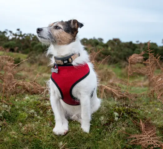 dog outdoors wearing harness