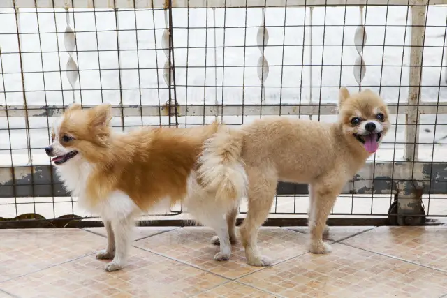 Two Pomeranian dogs mating.