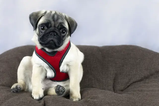 Pug puppy earing red harness sitting on a brown pillow
