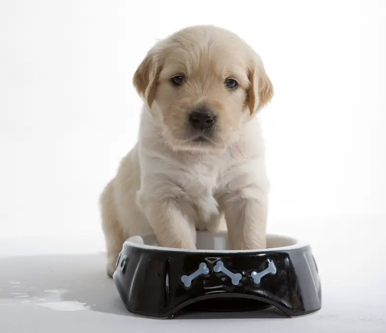A cute puppy digging at water bowl.