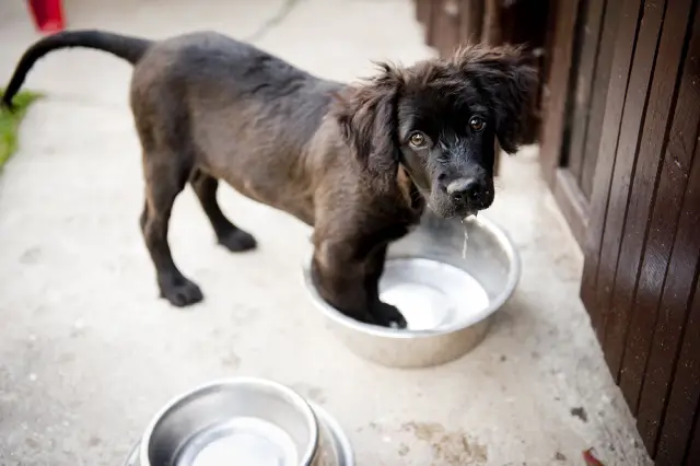 A puppy looking thirsty and hot and digging at its water bowl.