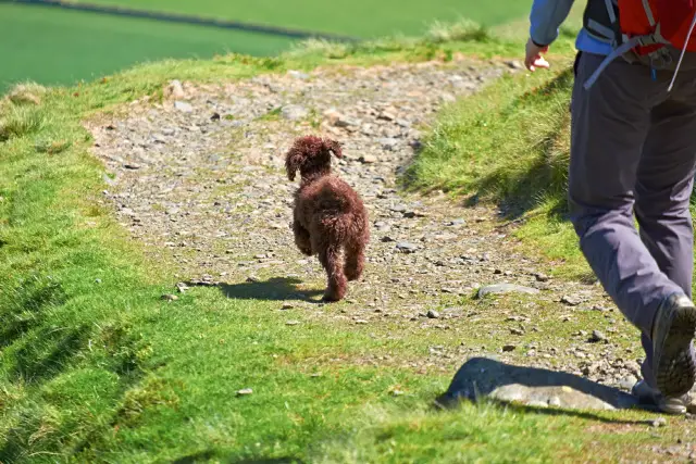 Owner and Cavapoo going for a walk or hike.