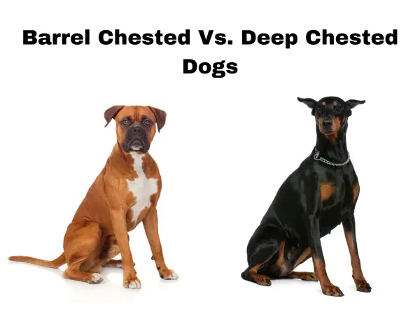 A brown Boxer dog and a Doberman Pinscher 