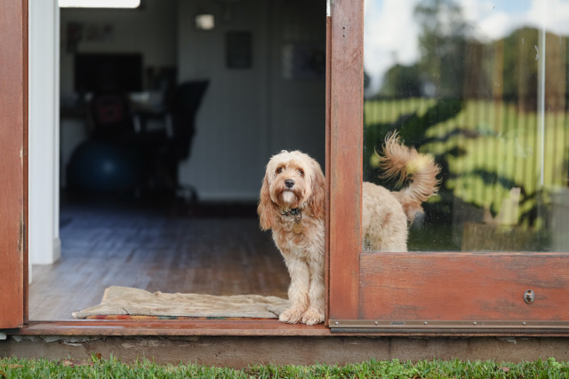 Cavapoo / Cavoodle left alone in the house