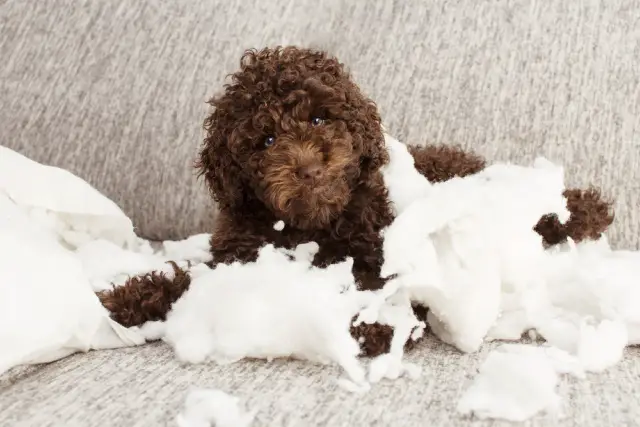 Cavapoo making a mess and destroying the pillow while being left alone in the house.