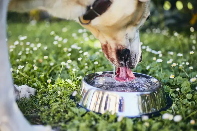 Dog drinking water from bowl full of water
