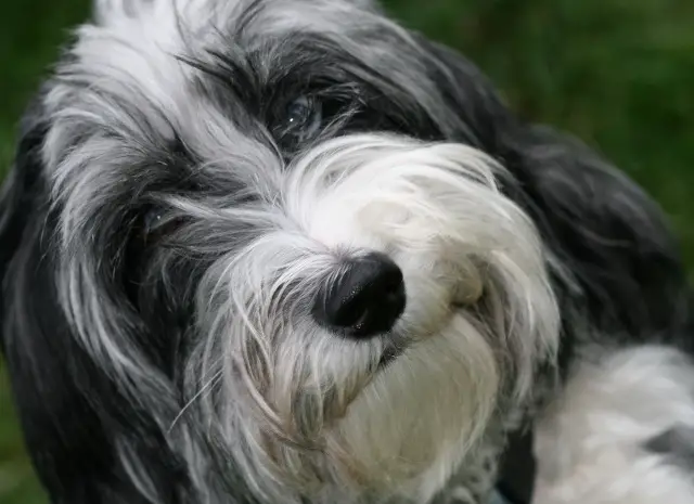 Black and white Aussiedoodle