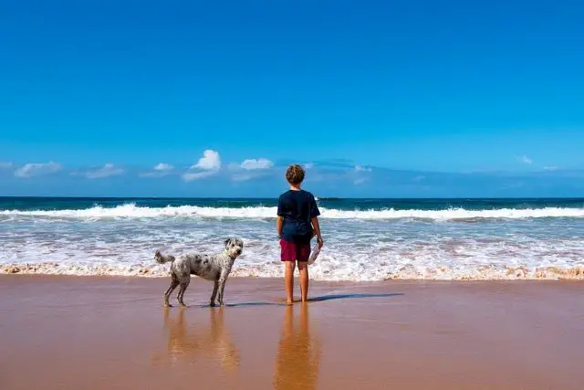 Aussiedoodle at the beach with a boy.
