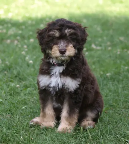 Brown Aussiedoodle puppy sitting on the field.