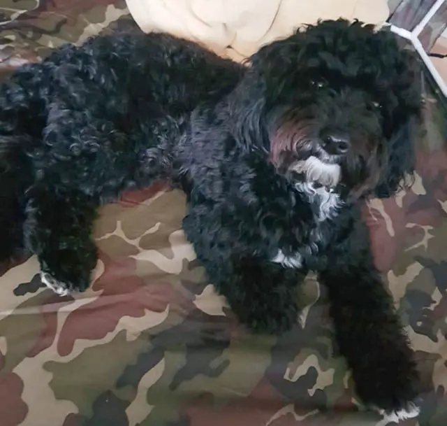 Black Jackapoo Lying on Side