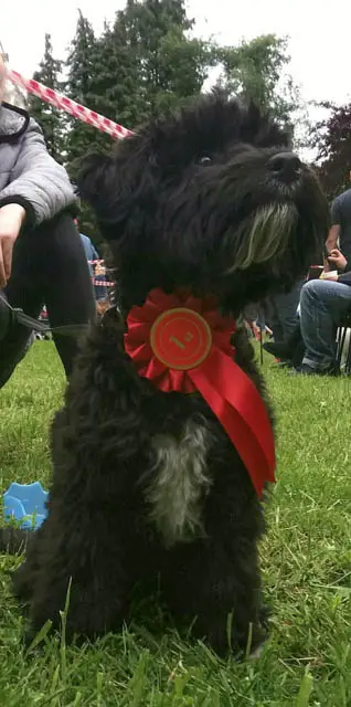 Jackapoo With First Place Ribbon