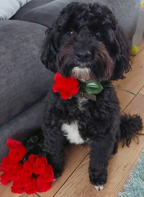 Jackapoo With a Rose