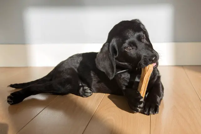 Black Labrador puppy chewing a teething treat