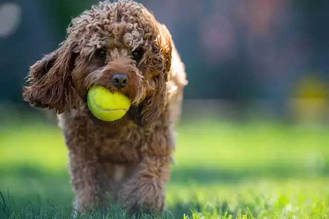 Cavapoo dog holding a tennis ball in a park on a sunny day