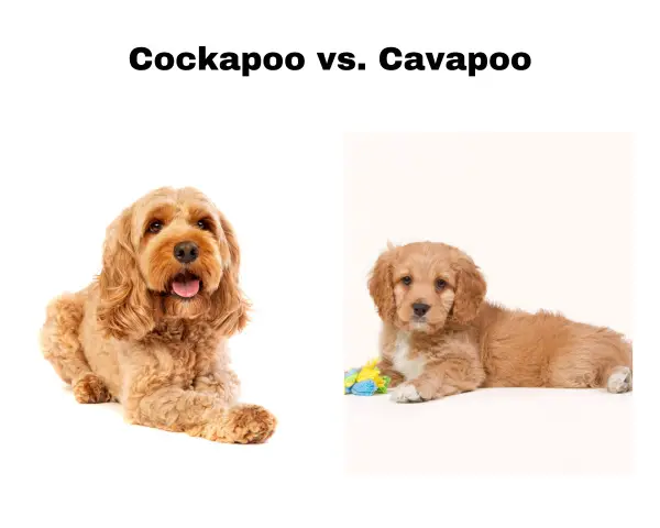 Cockapoo vs. Cavapoo