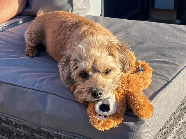 Jackapoo with his toy