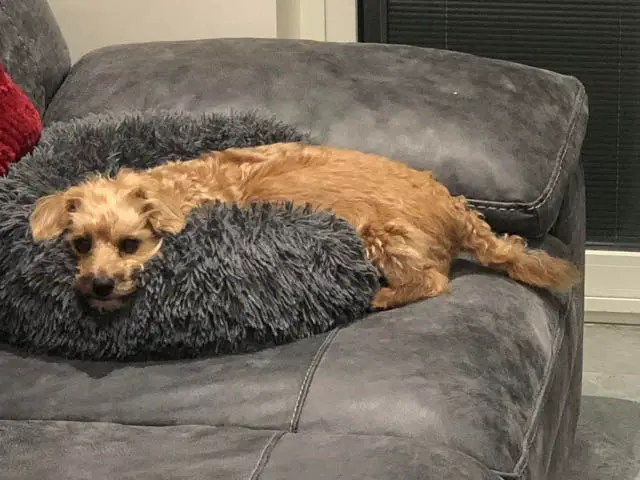 Jackapoo Lying on the Couch
