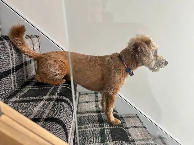 Jackapoo on the Stairs