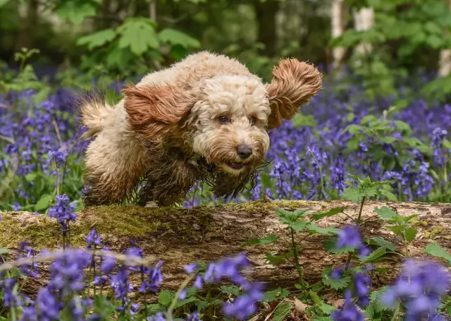 Happy golden cockapoo jumping over a log in the woods.