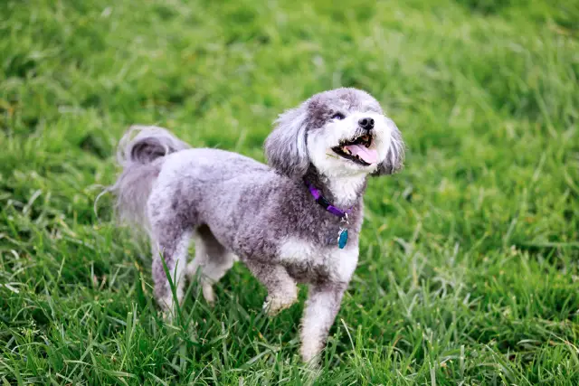 Schnoodle playing on the field