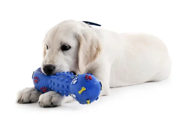 White Labrador puppy chewing a teething toy.
