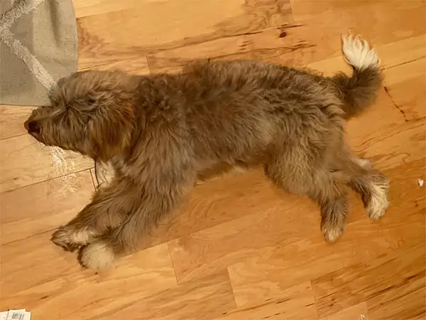 Aussiedoodle Puppy Laying On The Floor