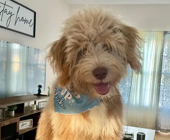 9-month old Aussiedoodle puppy