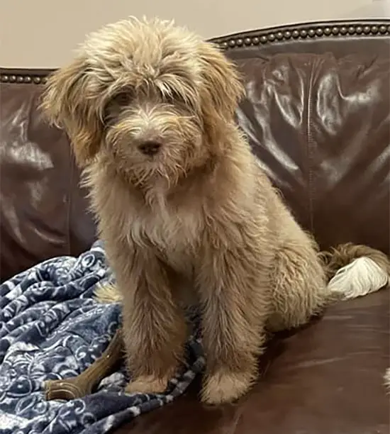 Aussiedoodle sitting on the couch