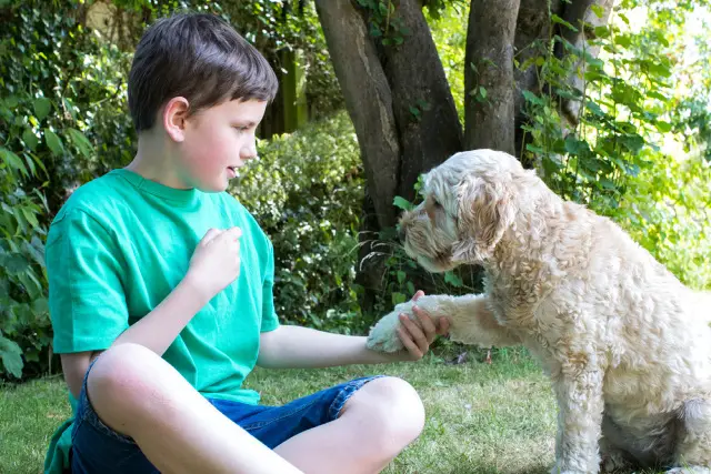 Boy playing with his cockapoo dog in the backyard.