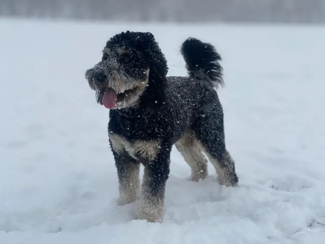 Black curly hair AussieDoodle Dog in the Snow