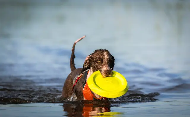 Aussiedoodle swimming and playingfetch