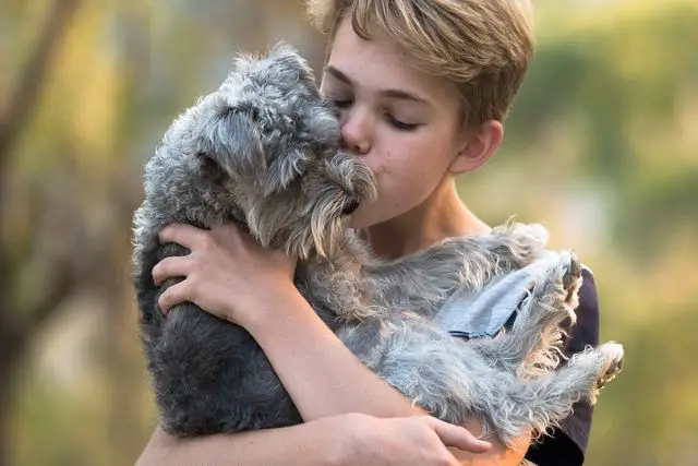 Boy cuddling Schnoodle Dog