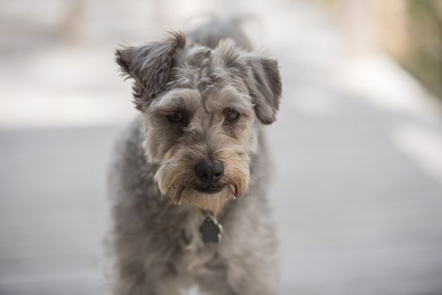 Gray Schnoodle