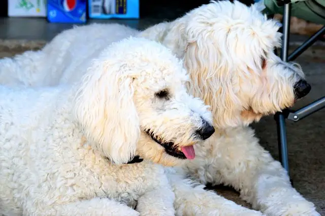 Two Goldendoodle Dogs Together