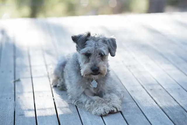 Schnoodle on deck