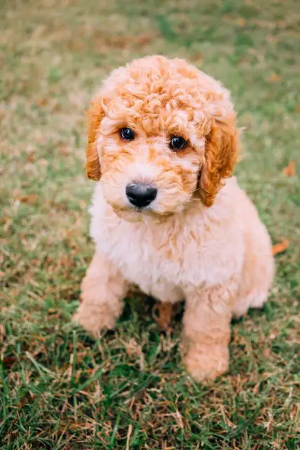 Curly Coat Goldendoodle Puppy