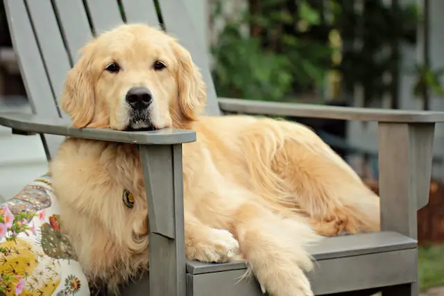 Golden Retriever Dog