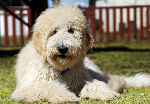 Goldendoodle Lying on the Grass