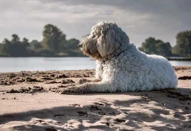 Goldendoodle at the Beach