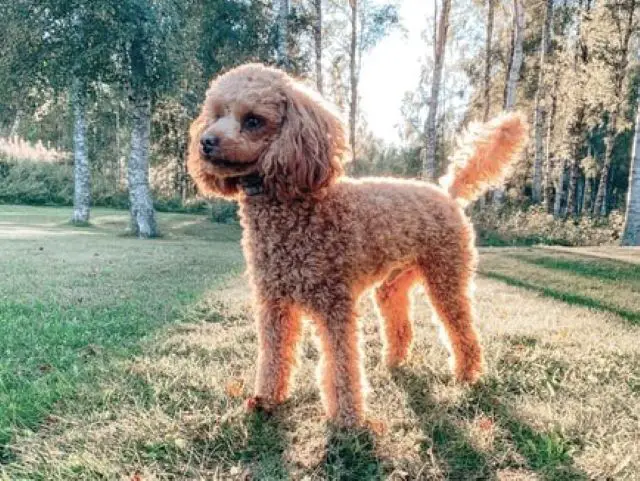 Ruby Poodle