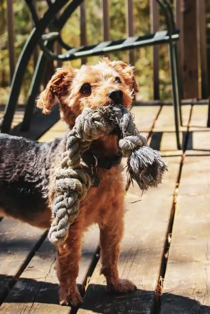 Yorkiepoo Dog With Rope Toy
