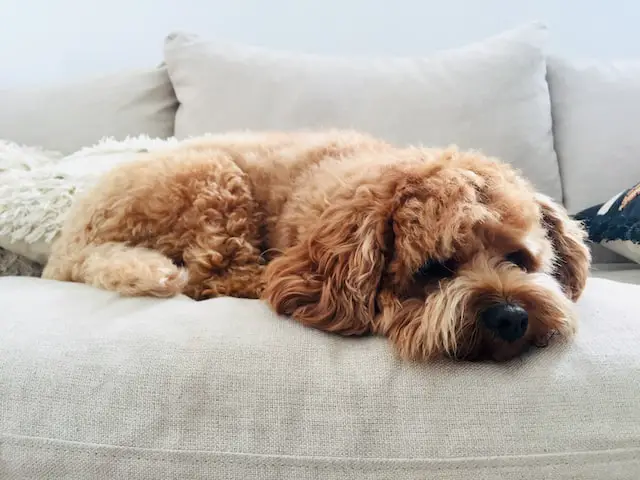 Cockapoo Lying on the Couch